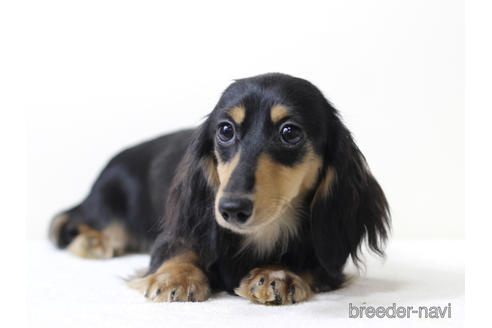 販売中のカニンヘンダックスフンド(ロングヘアード)の親犬
